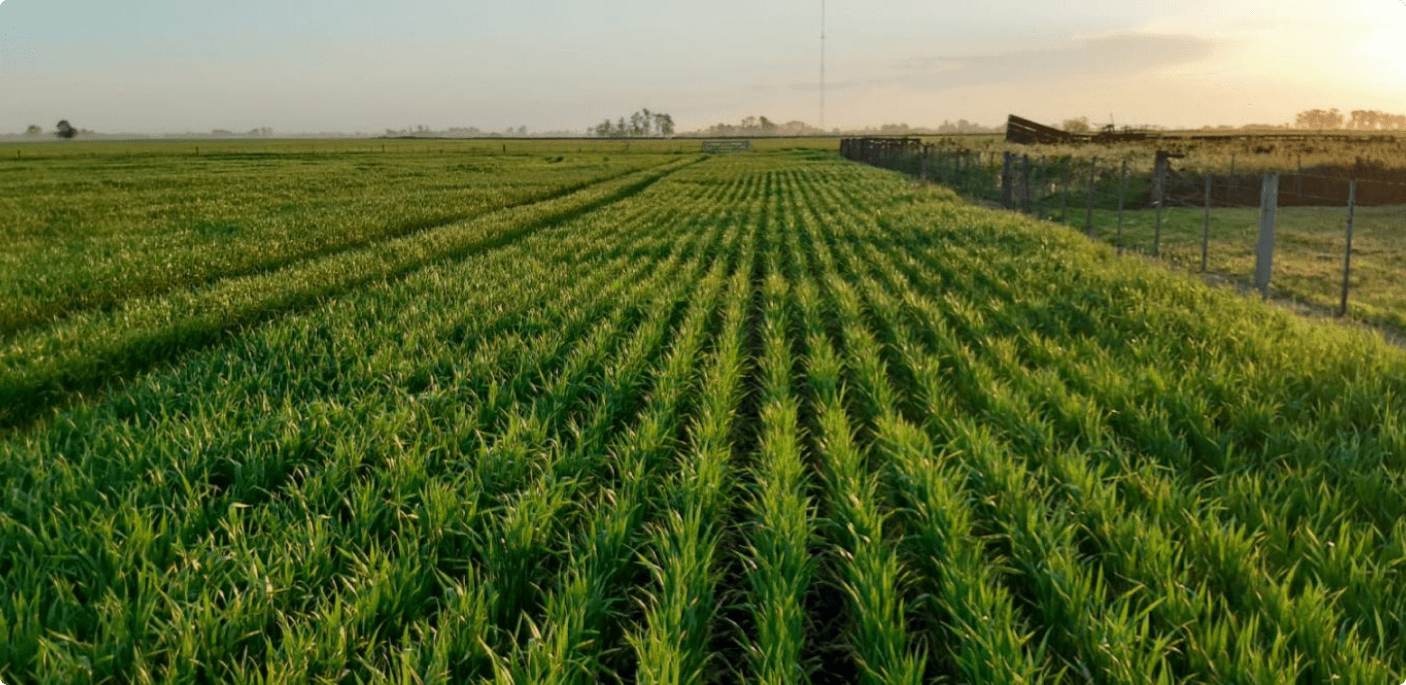 Agricultural field